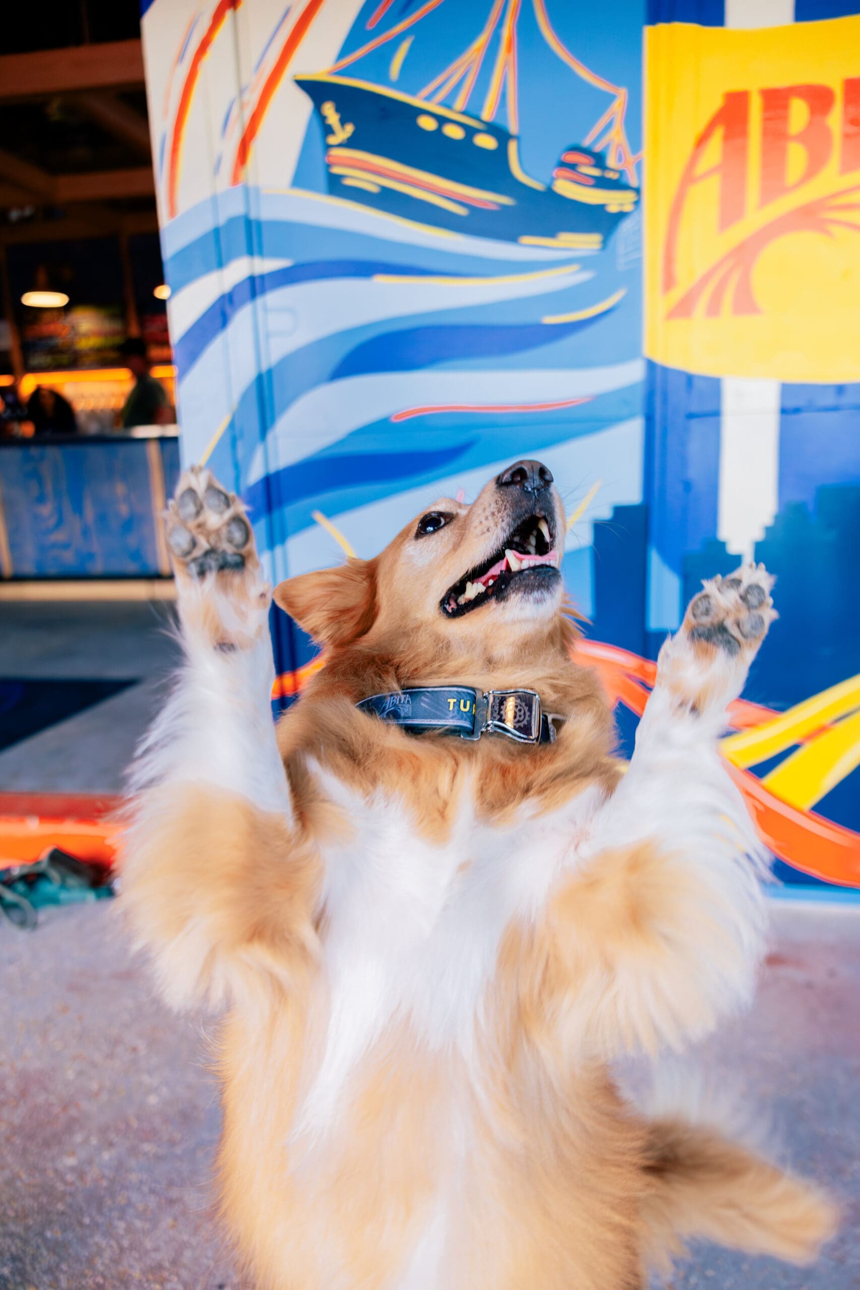 Abita Turbodog collare cane regolabile
