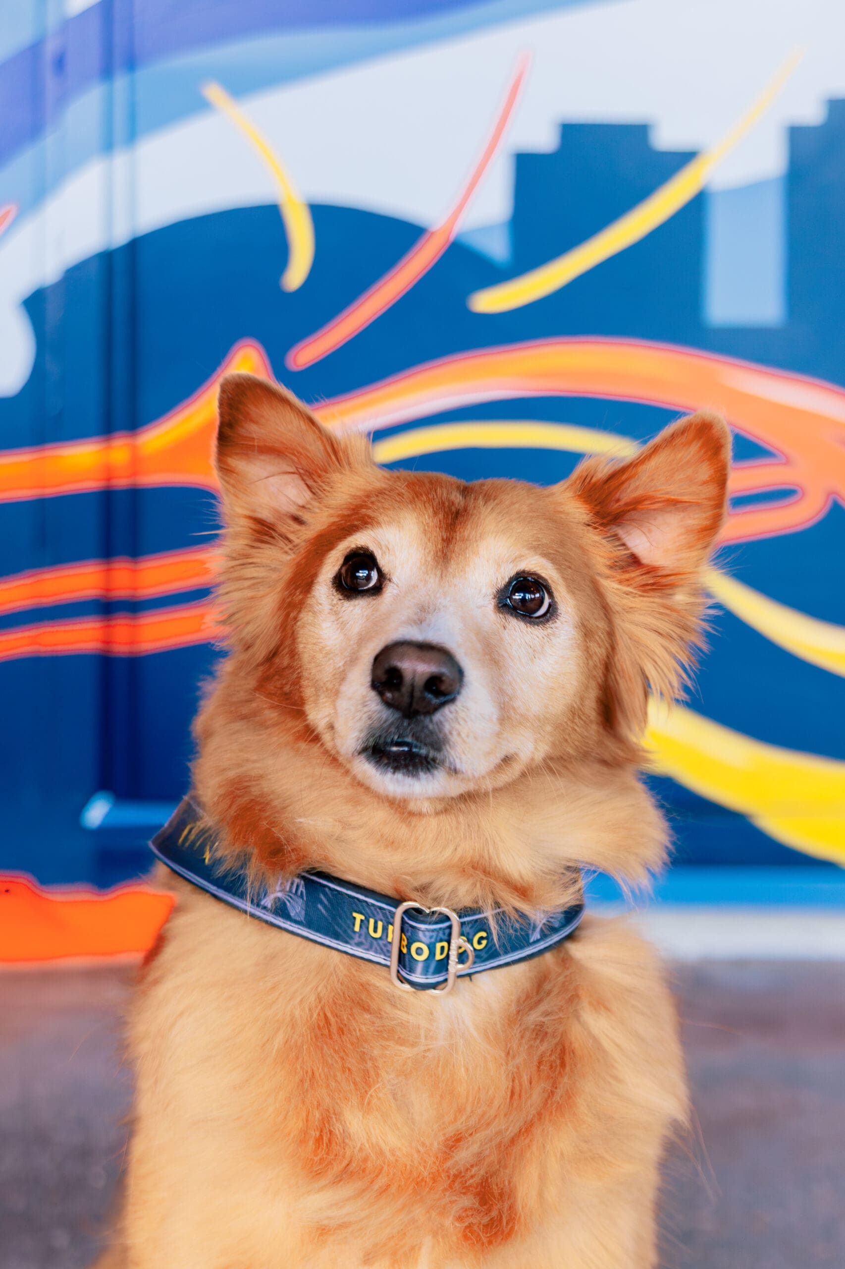 Abita Turbodog collare cane regolabile