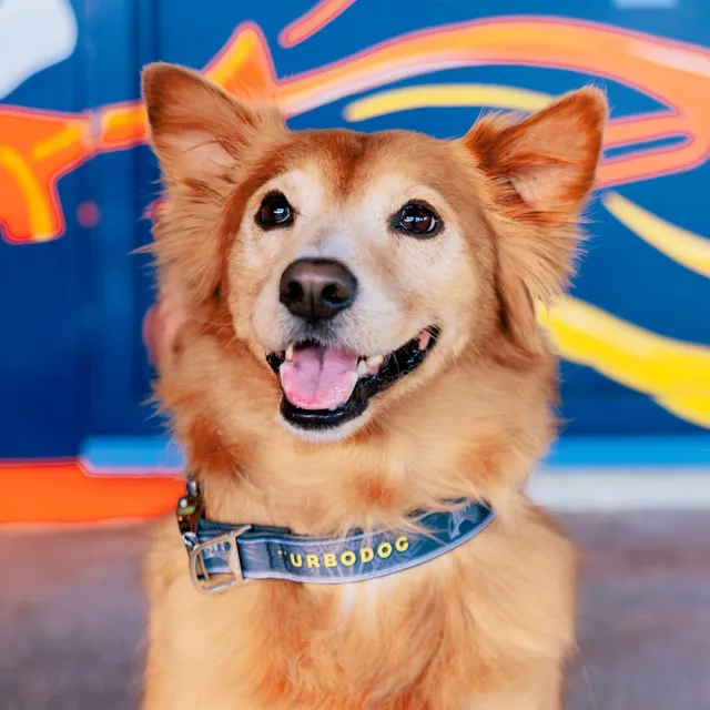 Abita Turbodog collare cane regolabile