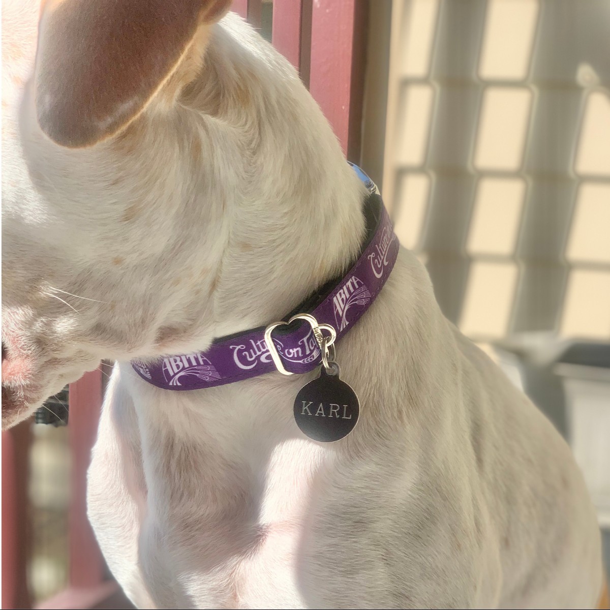 Abita Purple Cycle collare cane viola
